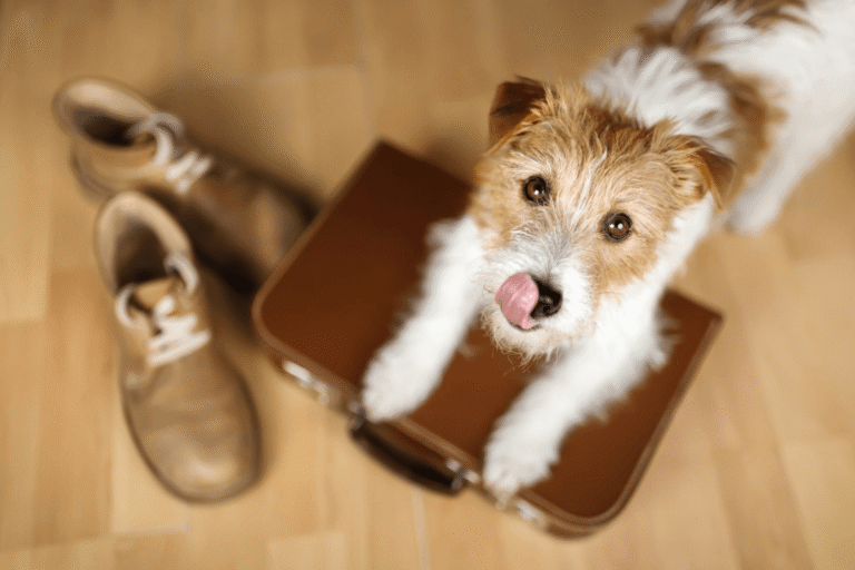 Dog on suitcase